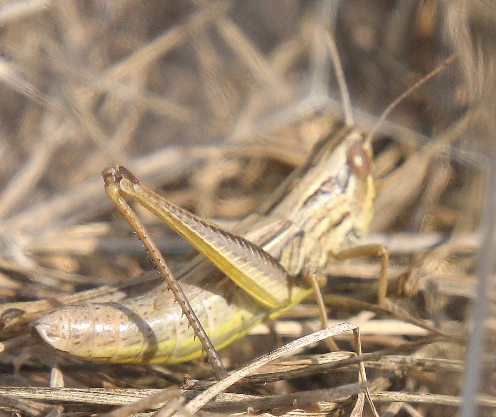 Acrididae: Euchorthippus declivus